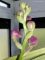 Vanda Rodchildiana.